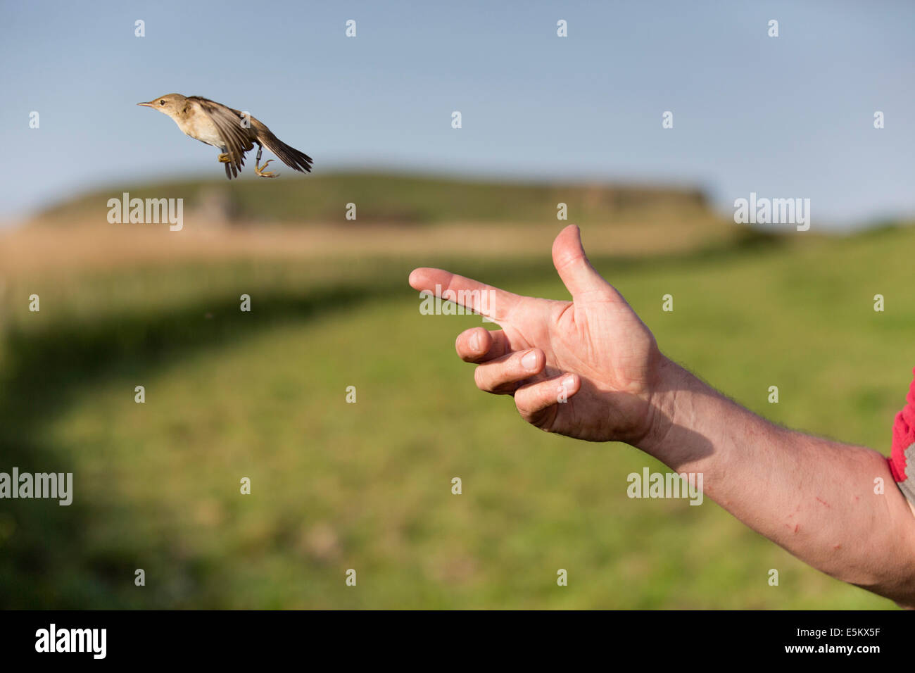 Le baguage des oiseaux ; la libération de Reed Warbler, Cornwall, UK Banque D'Images