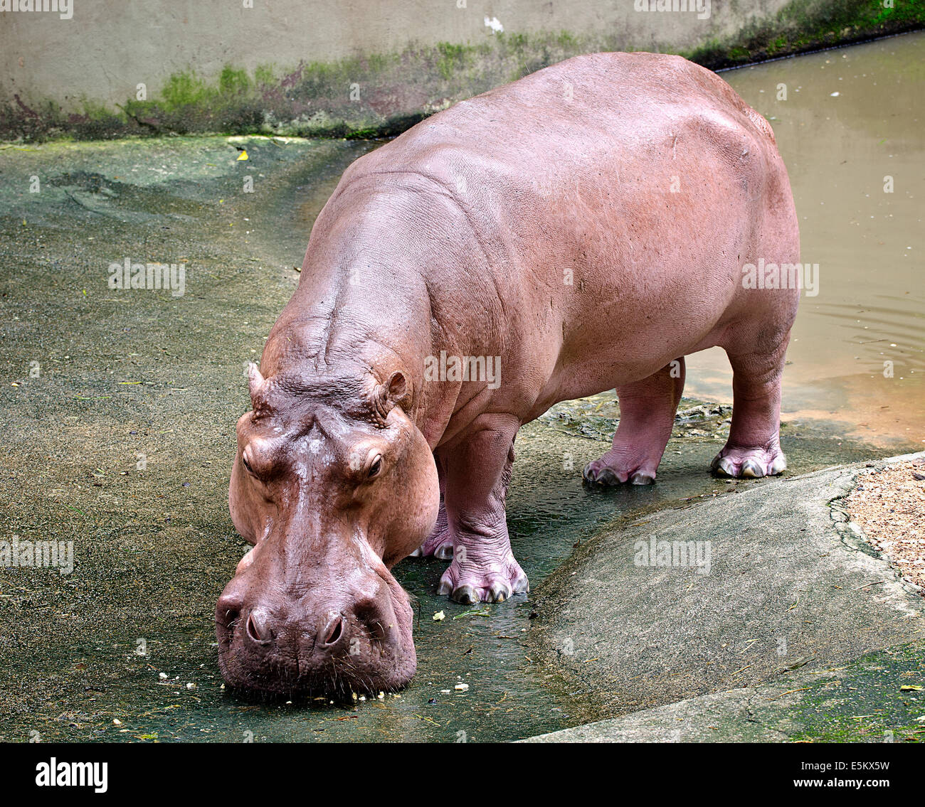 Grand hippopotame dans le parc du zoo Banque D'Images