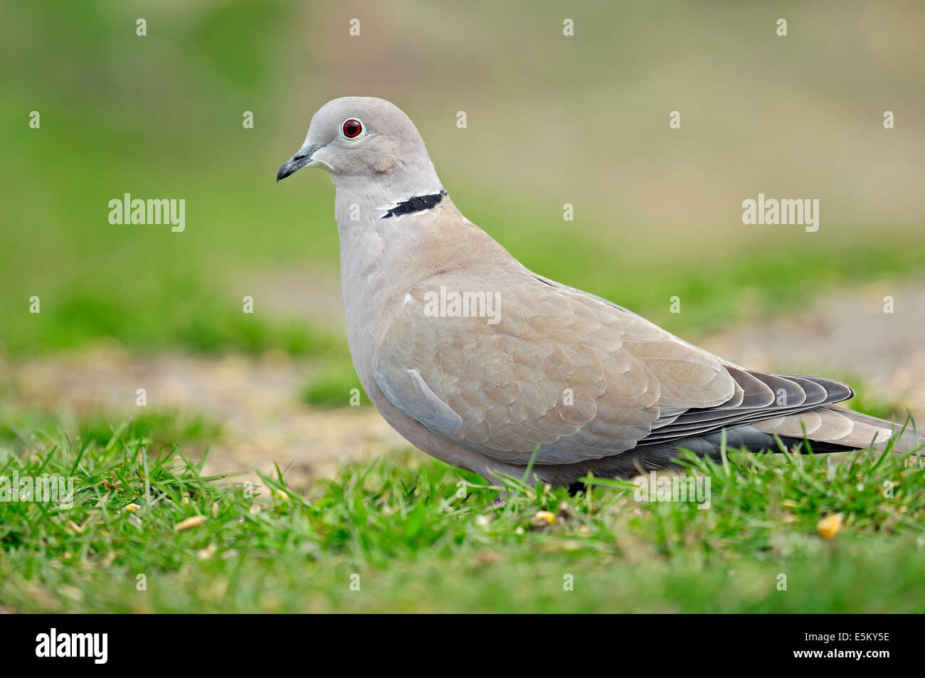 Grèbe huppé (Streptopelia decaocto), Nordrhein-Westfalen, Allemagne Banque D'Images