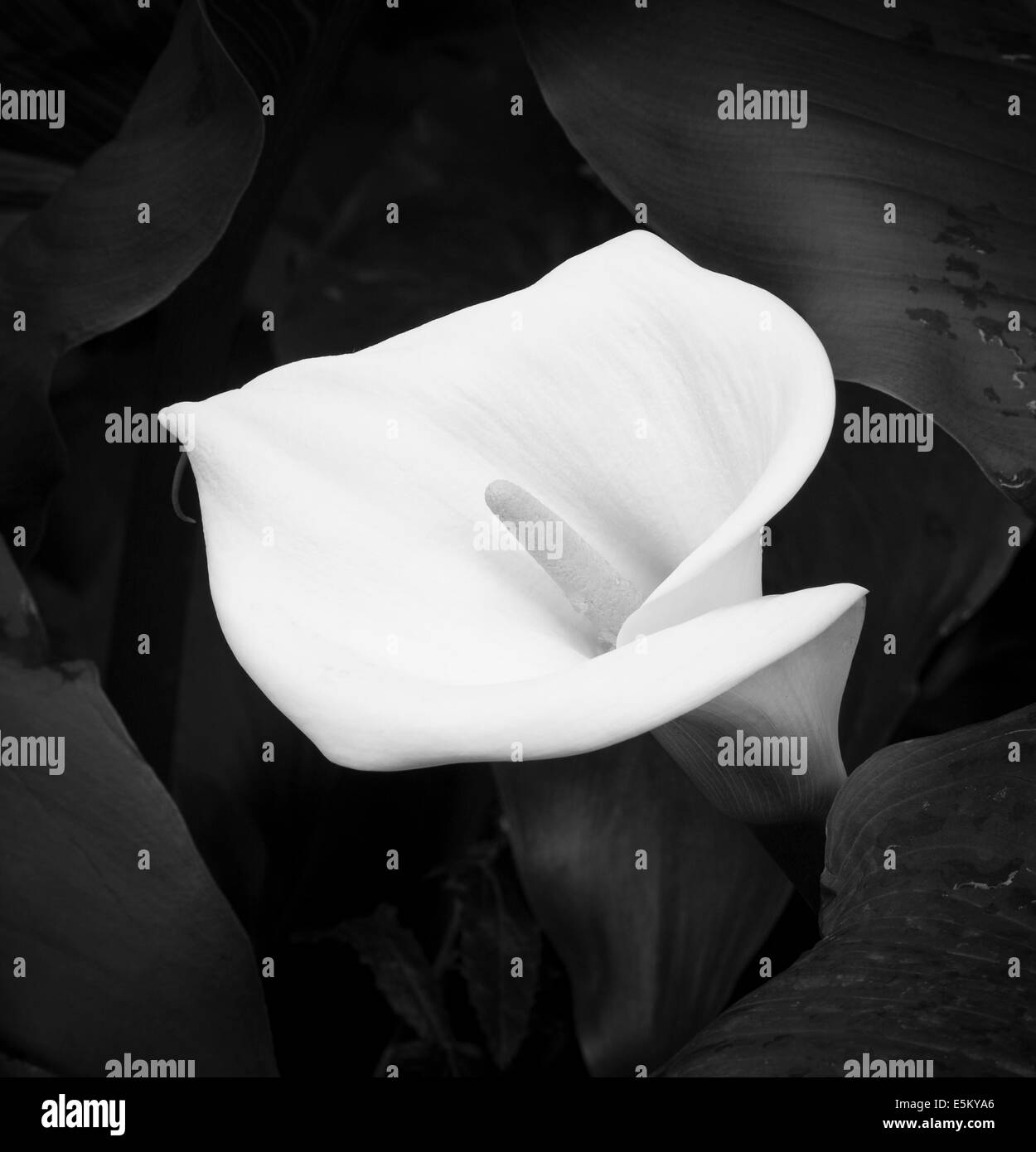B/W (monochrome) image d'une fleur d'arum (Zantedeschia aethiopica), également connu sous le nom de calla lily Banque D'Images