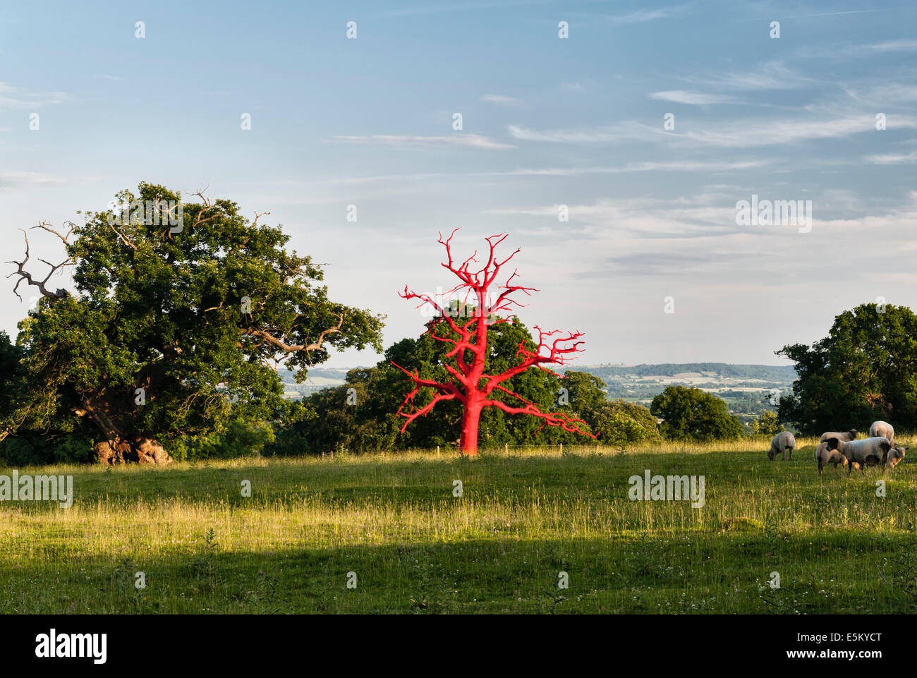 Red Tree (un arbre mort enveloppé de tissu), une œuvre d'art temporaire à Croft Castle, Herefordshire, Royaume-Uni, par l'artiste Philippa Lawrence Banque D'Images