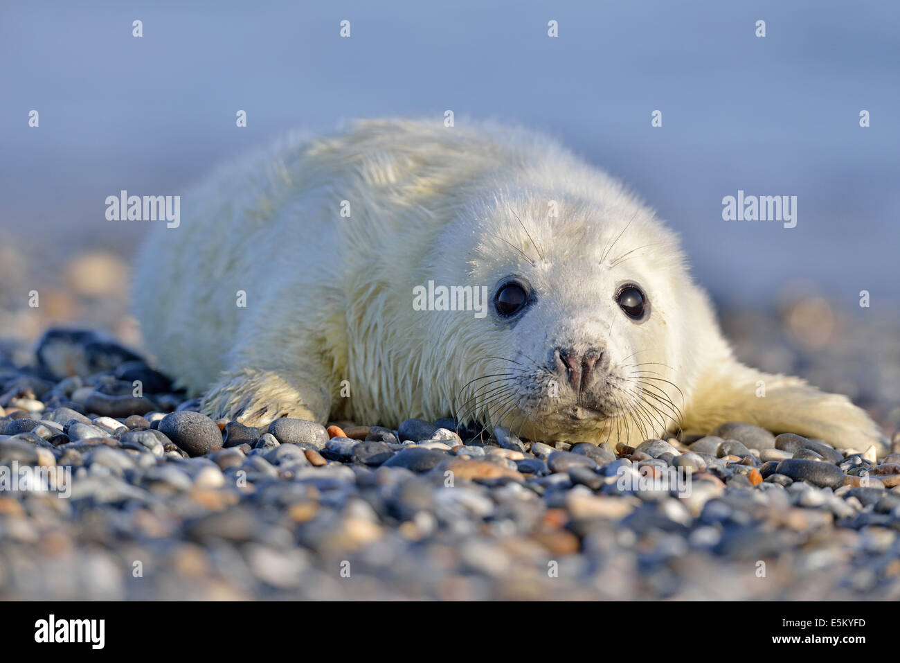 Phoque gris (Halichoerus grypus), pup ou hurleurs, Helgoland, Schleswig-Holstein, Allemagne Banque D'Images