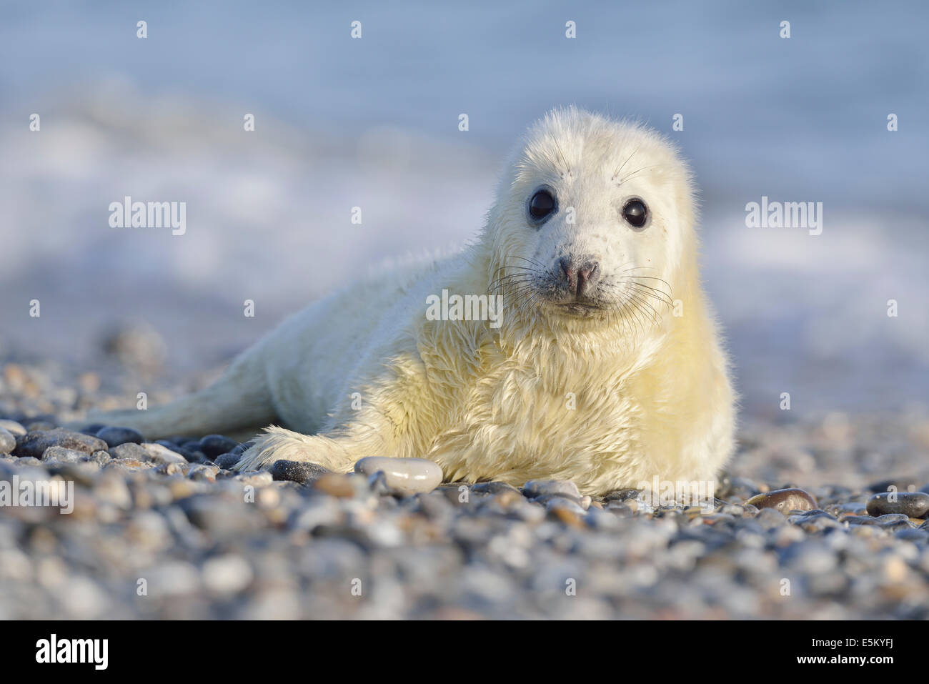 Phoque gris (Halichoerus grypus), pup ou hurleurs, Helgoland, Schleswig-Holstein, Allemagne Banque D'Images