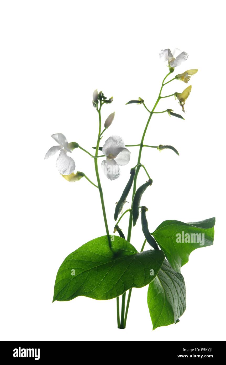 Bean avec fleur et feuille sur fond blanc Banque D'Images
