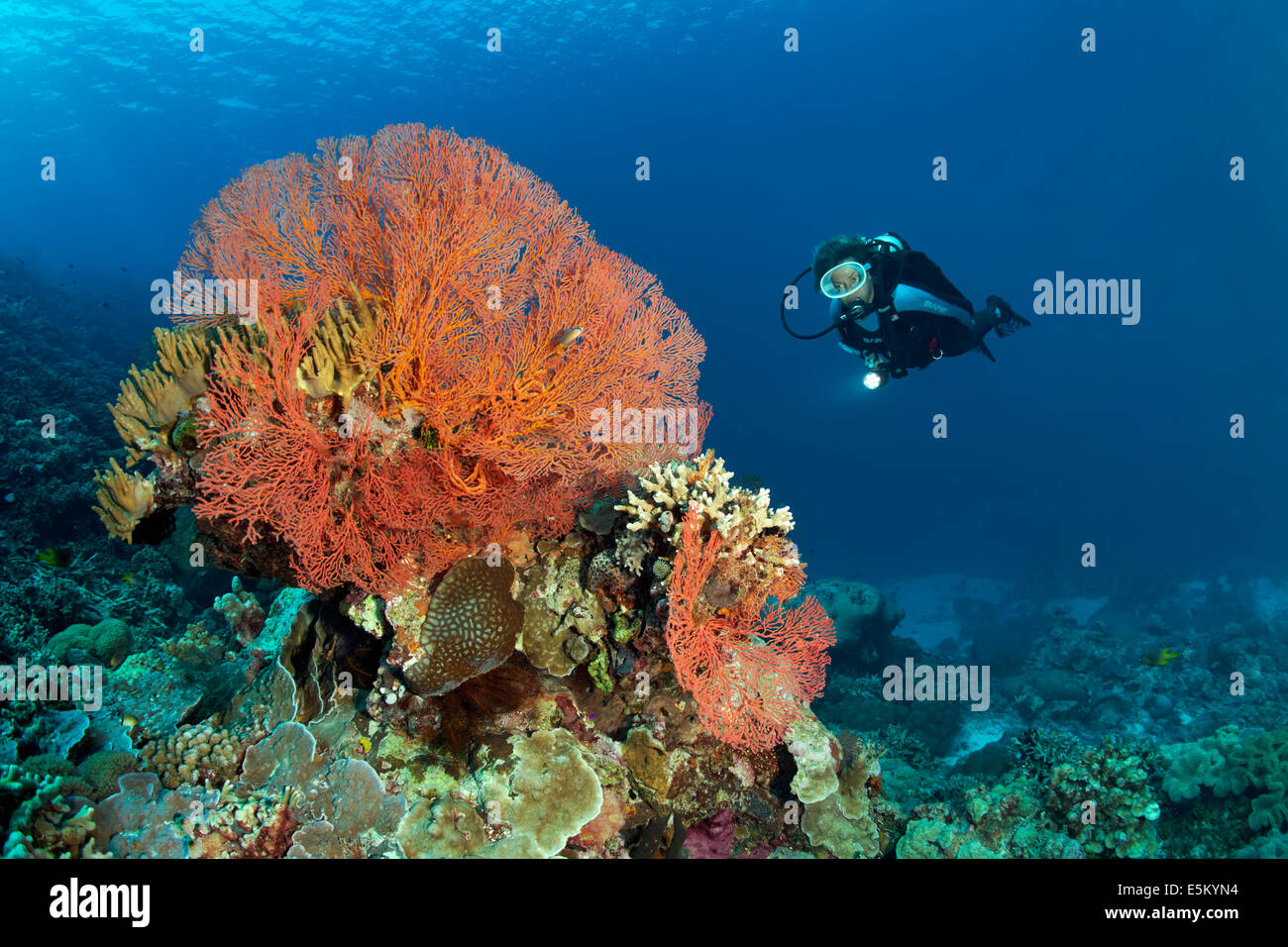 Gorgones noués (Melithaea ochracea), de plongée sous marine à l'arrière, Grande Barrière de Corail, site du patrimoine naturel mondial de l'UNESCO Banque D'Images