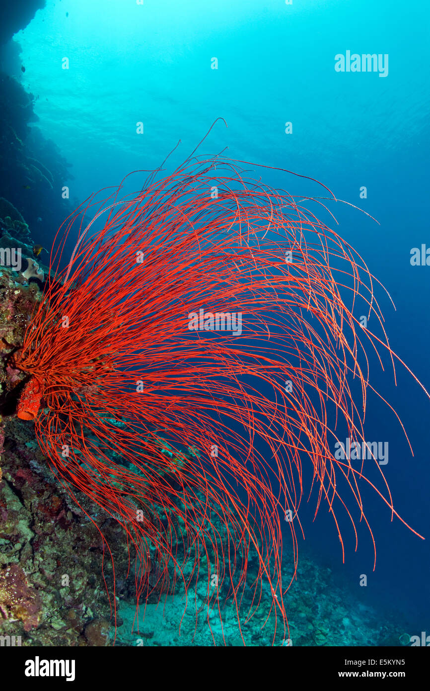 Fouet Rouge Corail (Ellisella ceratophyta), Grande Barrière de Corail, site du patrimoine naturel mondial de l'UNESCO, l'océan Pacifique, au Queensland Banque D'Images