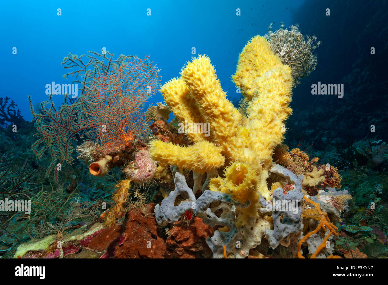 Coral reef avec diverses éponges et coraux, Grande Barrière de Corail, site du patrimoine naturel mondial de l'UNESCO, l'océan Pacifique, au Queensland Banque D'Images