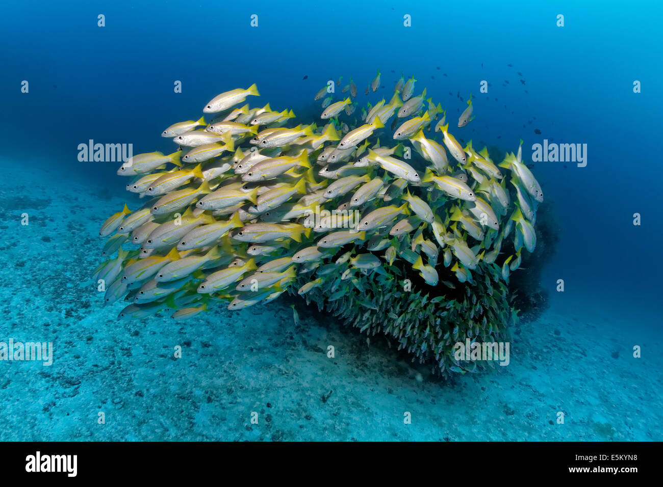 Essaim de thon obèse, lutjanus) en face d'un bloc de corail, Grande Barrière de Corail, site du patrimoine naturel mondial de l'UNESCO Banque D'Images