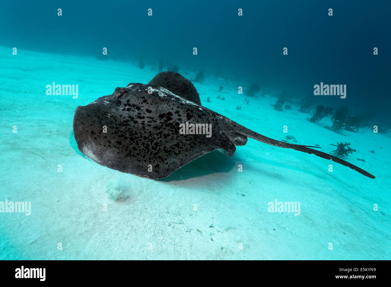 Ribbontail ronde Ray (Taeniura meyeni) nager sur la plage de sable de l'océan, Grande Barrière de Corail, Patrimoine Naturel Mondial de l'UNESCO Banque D'Images
