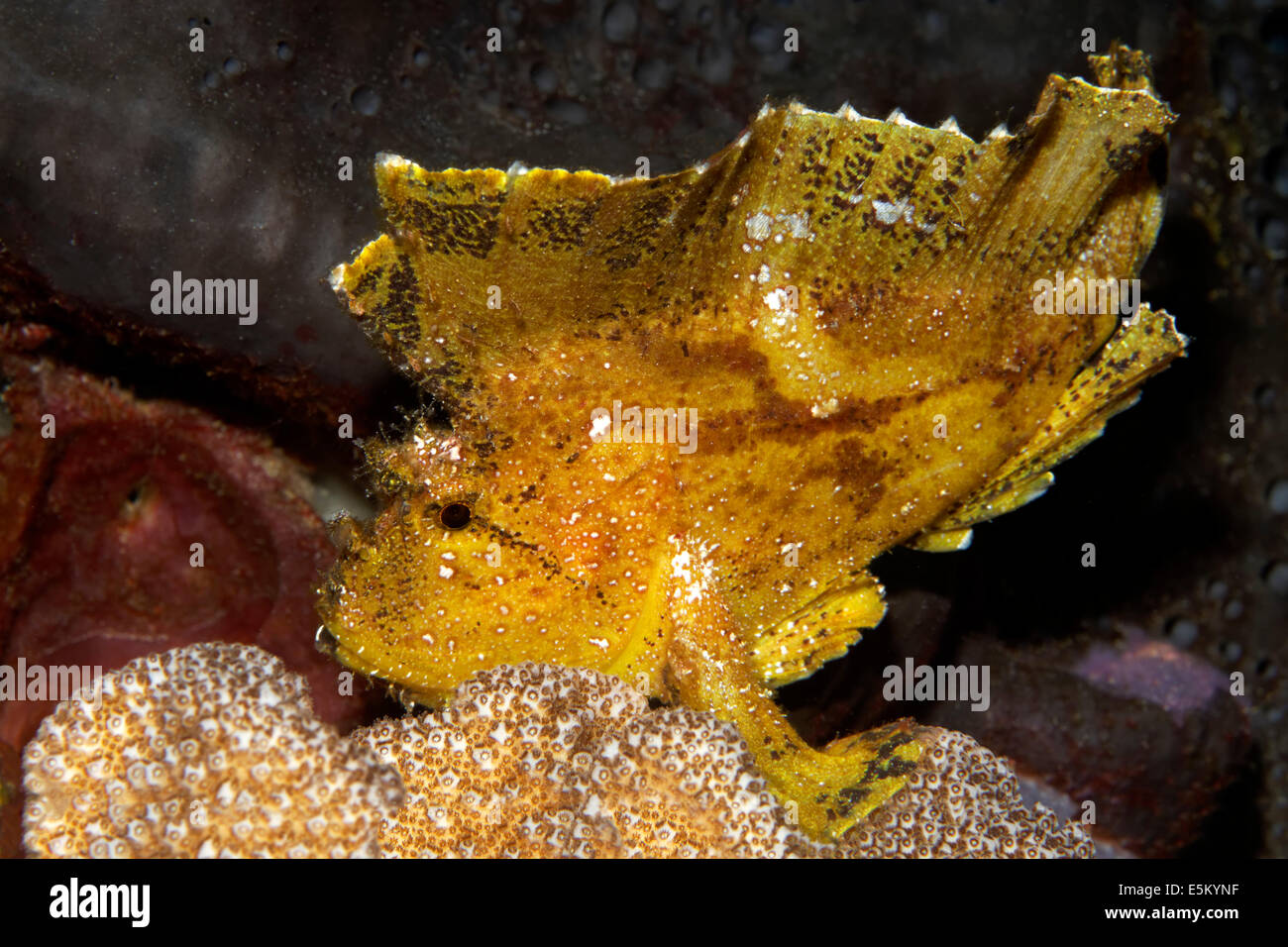 Scorpionfish feuille Taenianotus triacanthus (ou poissons papier), Grande Barrière de Corail, site du patrimoine naturel mondial de l'UNESCO, l'Océan Pacifique Banque D'Images