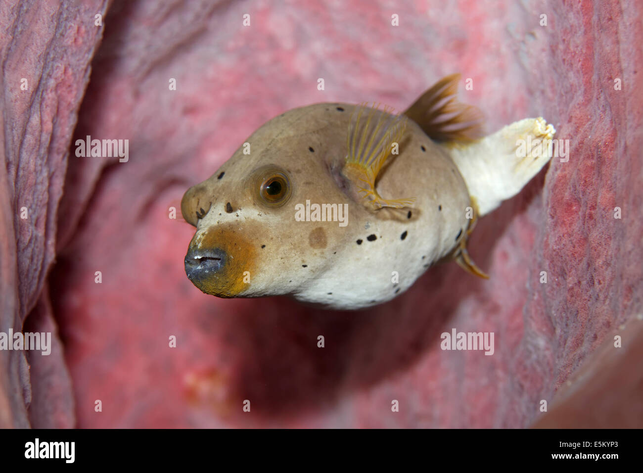 Puffer Épinoche tachetée ou chien-face Puffer (Arothron nigropunctatus), Grande Barrière de Corail, site du patrimoine naturel mondial de l'UNESCO Banque D'Images