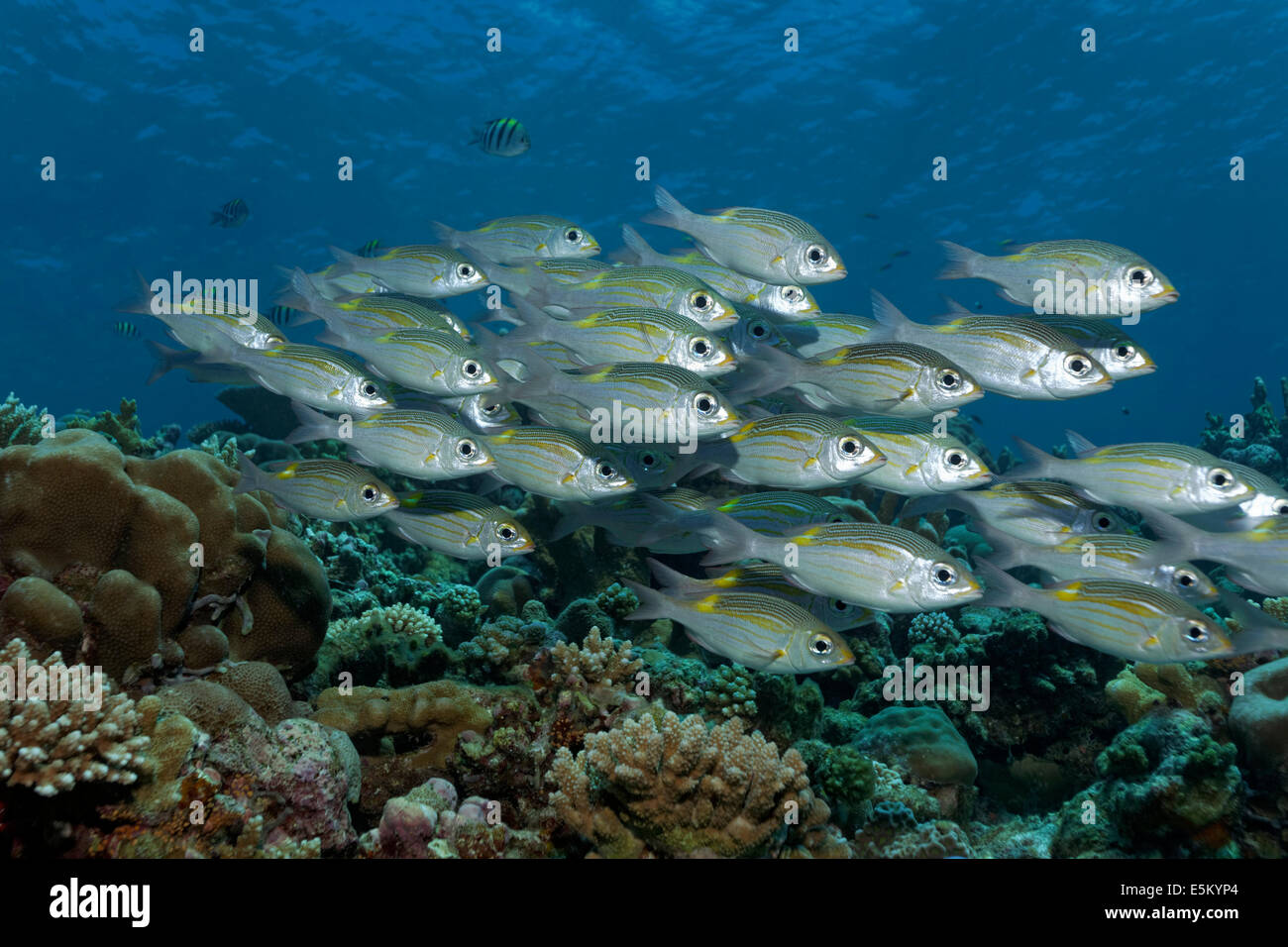 Swarm of striped Bream à gros yeux (Gnathodentex aureolineatus) nager sur un récif de corail, Grande Barrière de Corail, UNESCO World Banque D'Images