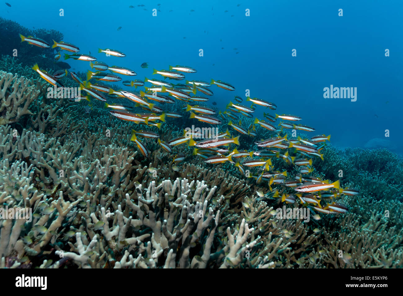 Essaim de deux bandes-spot Snapper Lutjanus biguttatus (natation) sur un récif de corail, Grande Barrière de corail, l'UNESCO World Natural Banque D'Images
