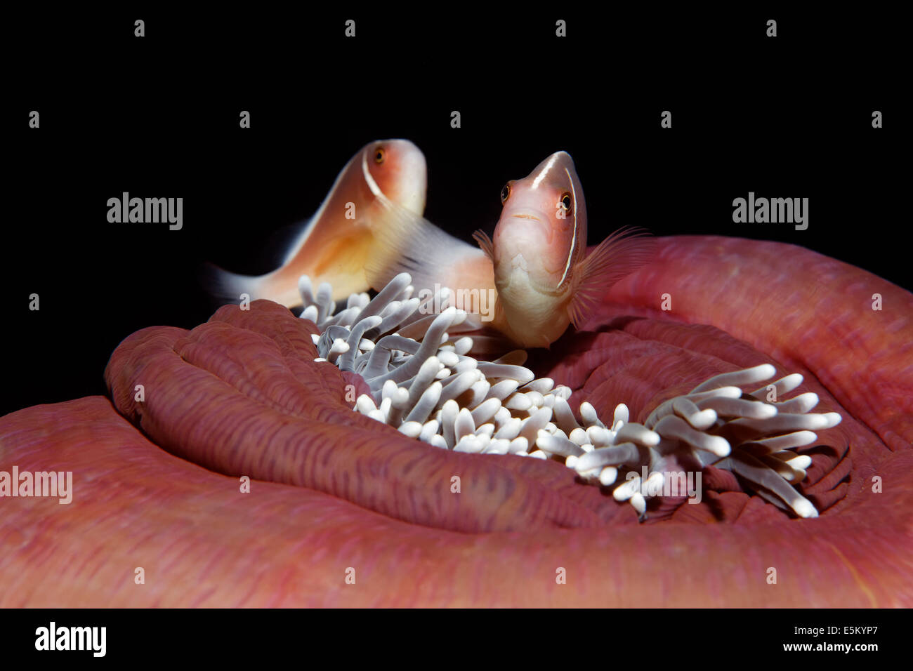 Les poissons clowns ou rose rose poisson clown (Amphiprion perideraion) sur une magnifique Anémone de mer fermée ou Ritteri Banque D'Images