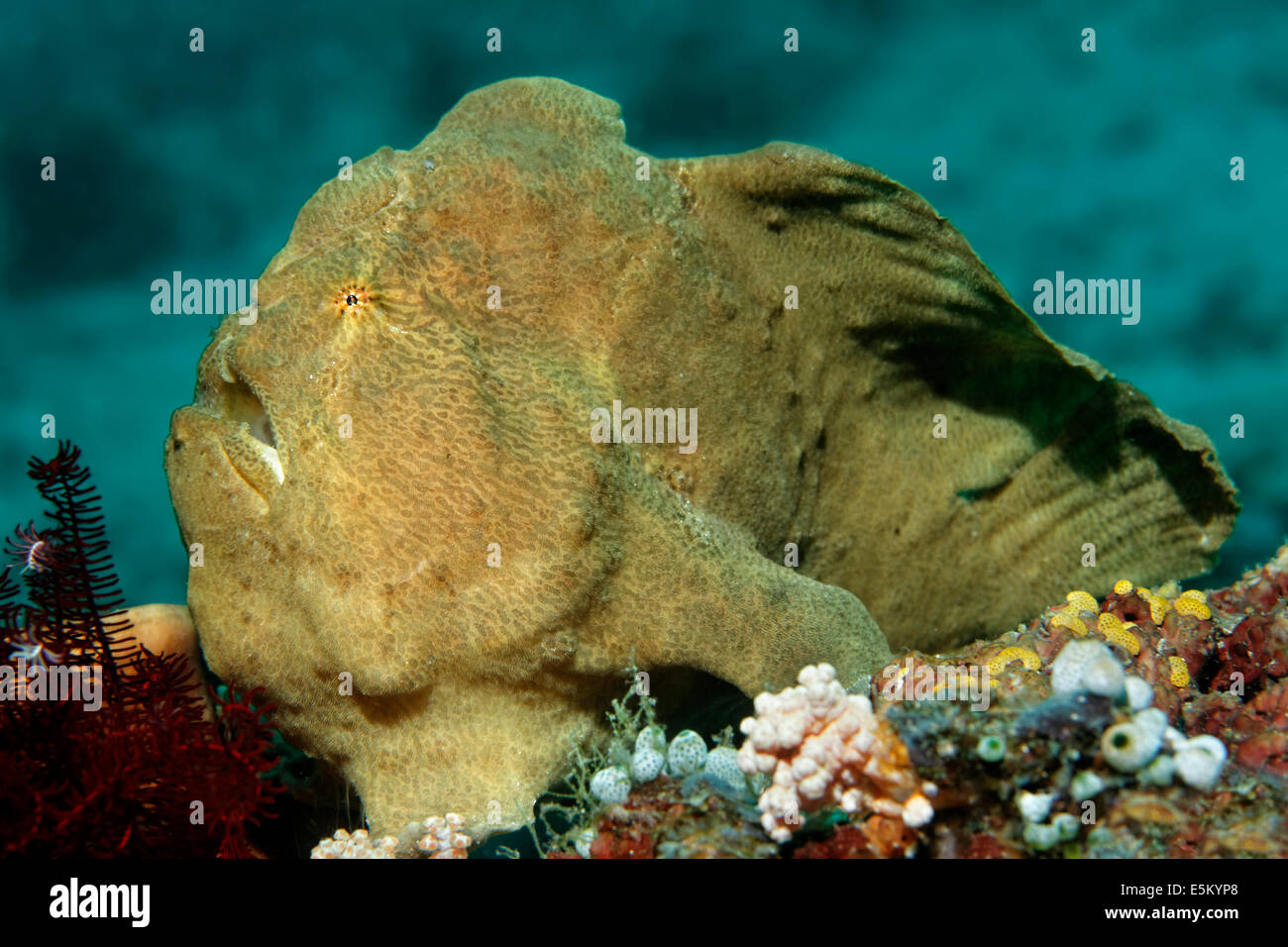 Poisson Grenouille géant ou de Commerson (poisson grenouille Antennarius pictus), Grande Barrière de Corail, site du patrimoine naturel mondial de l'UNESCO Banque D'Images