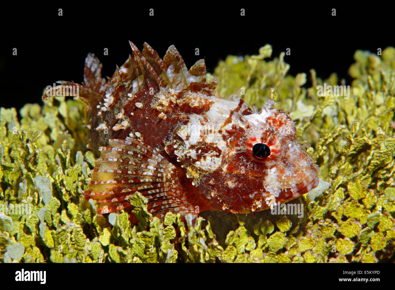 Scorpionfish (Scorpaenidae), Grande Barrière de Corail, site du patrimoine naturel mondial de l'UNESCO, l'océan Pacifique, Queensland, Australie Banque D'Images