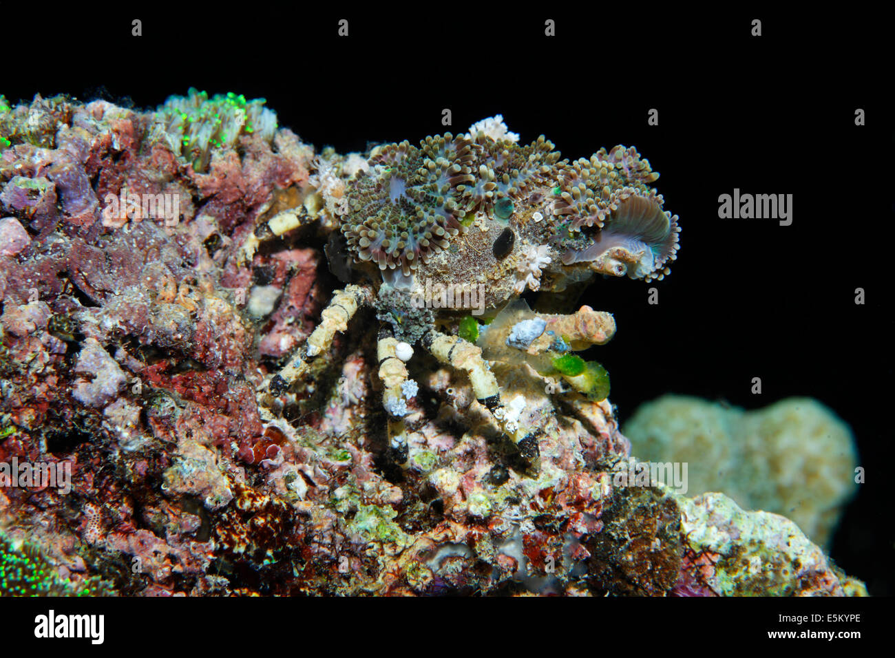 Crabe décorateur (Camposcia retusa), Grande Barrière de Corail, site du patrimoine naturel mondial de l'UNESCO, l'océan Pacifique, Queensland, Australie Banque D'Images