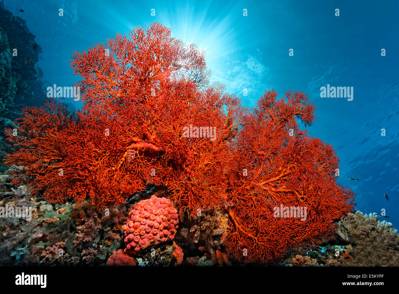 Gorgones noués (Melithaea ochracea), coraux mous, Grande Barrière de Corail, site du patrimoine naturel mondial de l'UNESCO, l'Océan Pacifique Banque D'Images