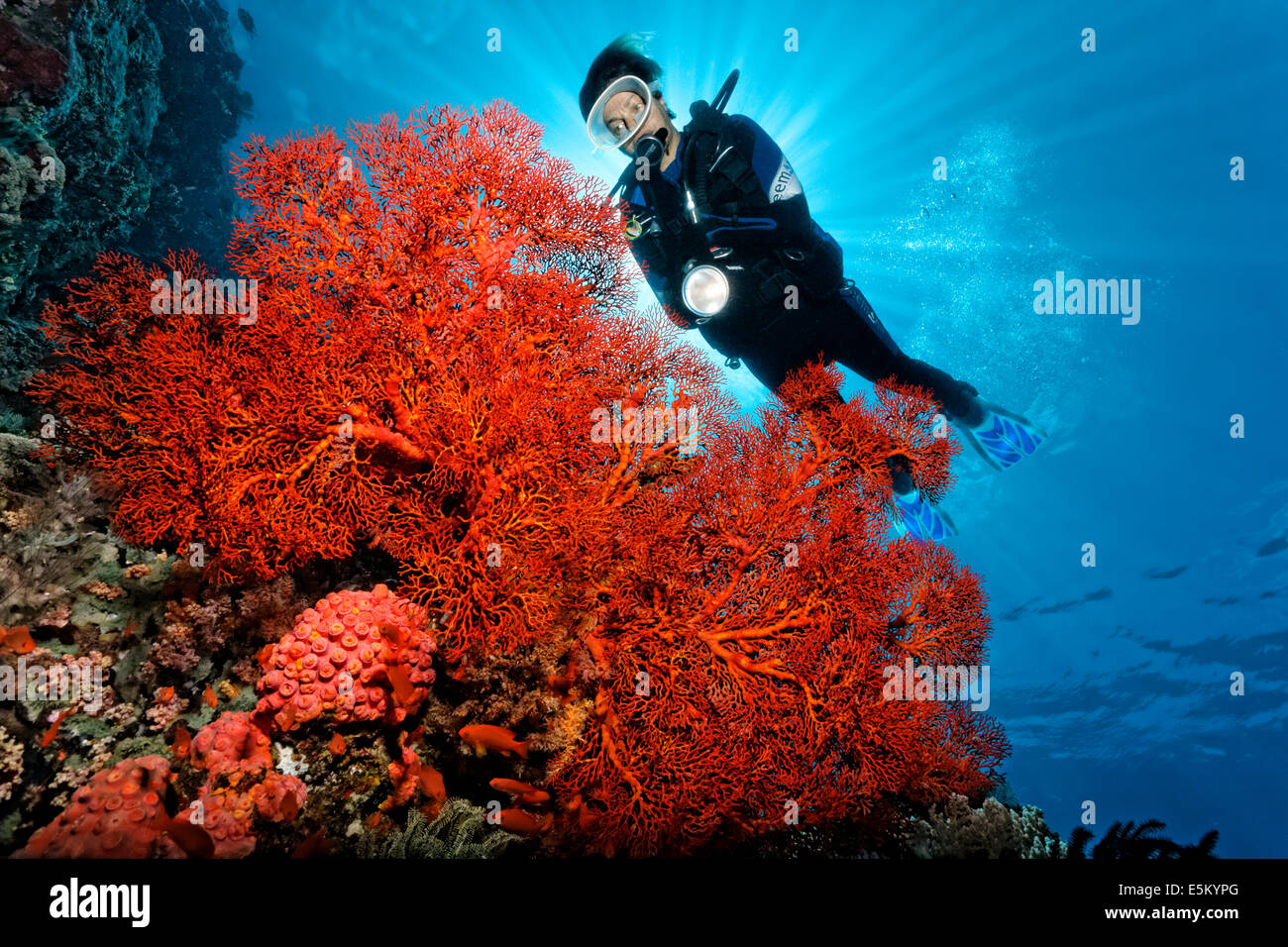 Scuba Diver derrière de gorgones noués (Melithaea ochracea), coraux mous, Grande Barrière de Corail, site du patrimoine naturel mondial de l'UNESCO Banque D'Images