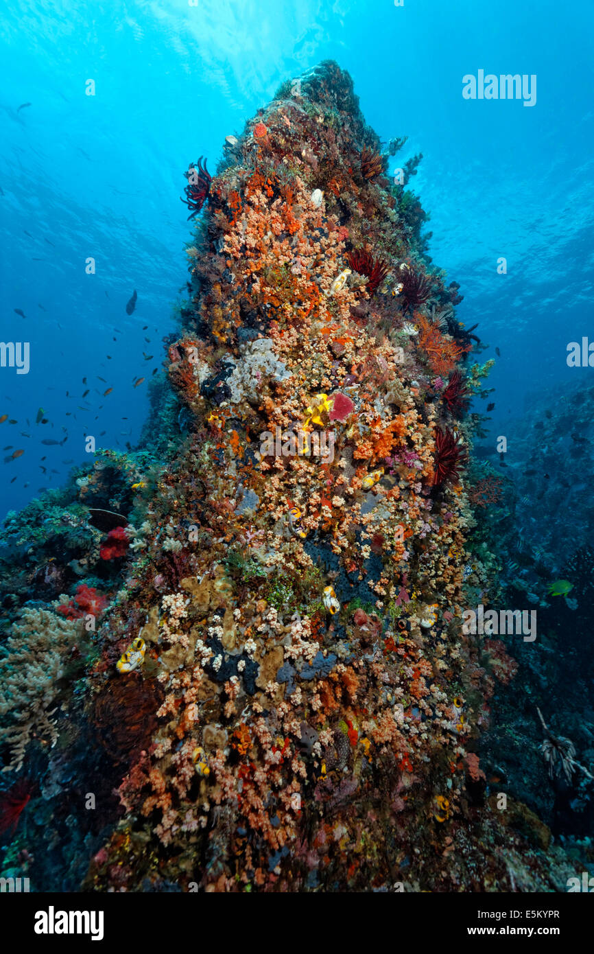 Comité permanent sur les récifs coralliens avec une végétation dense d'animaux inférieurs, Grande Barrière de Corail, site du patrimoine naturel mondial de l'UNESCO Banque D'Images