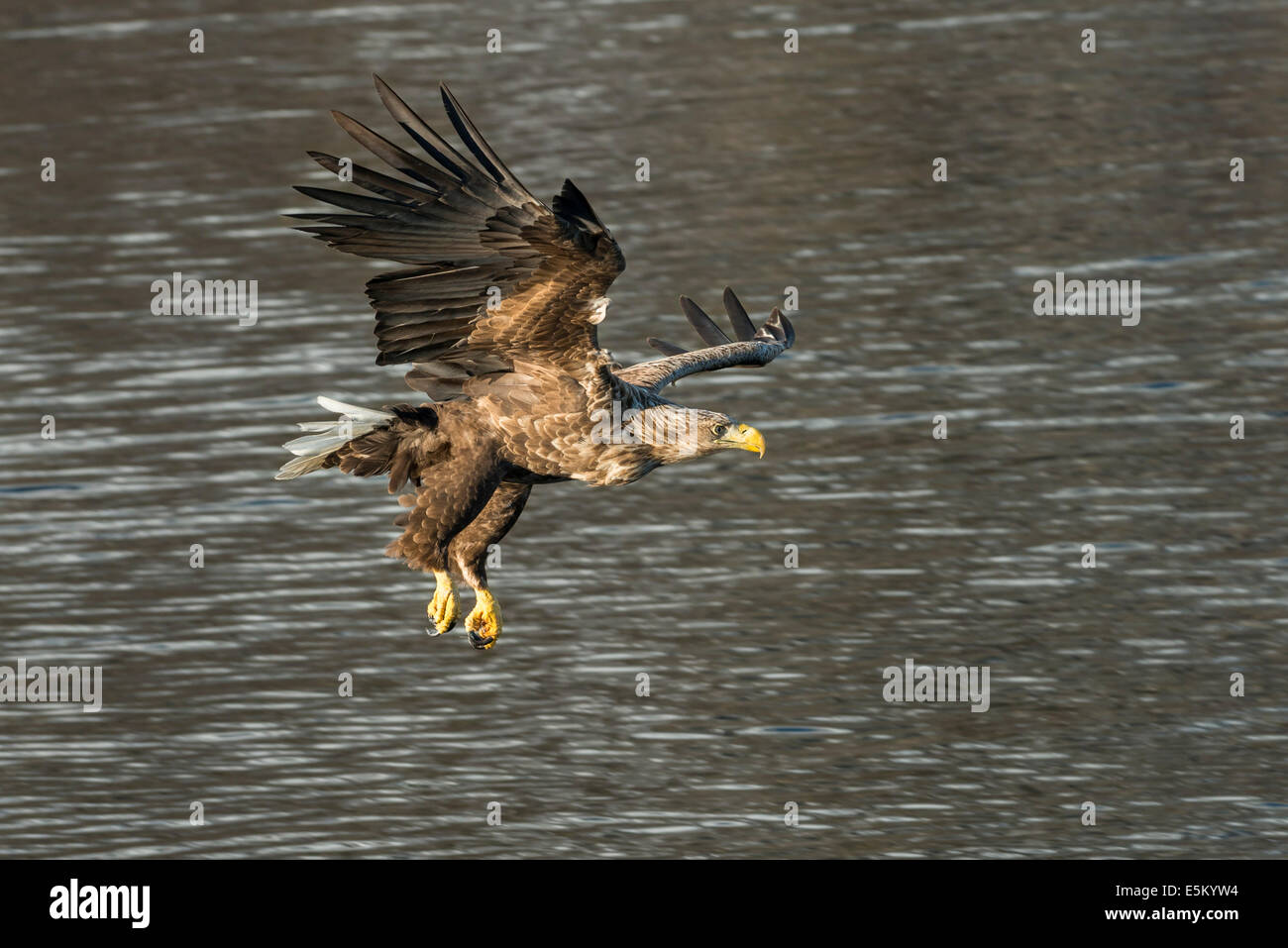 À queue blanche (Haliaeetus albicilla) chasse, Lofoten, Norvège Banque D'Images