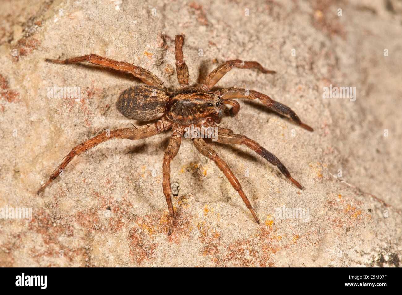 Pardosa lugubris Pardosa lugubris (araignée-loup), Bade-Wurtemberg, Allemagne Banque D'Images