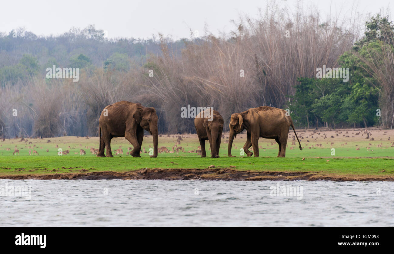 Ou de l'éléphant d'Asie éléphant indien (Elephas maximus), homme, Donets réservoir, le Parc National de Nagarhole, Karnataka, Inde Banque D'Images