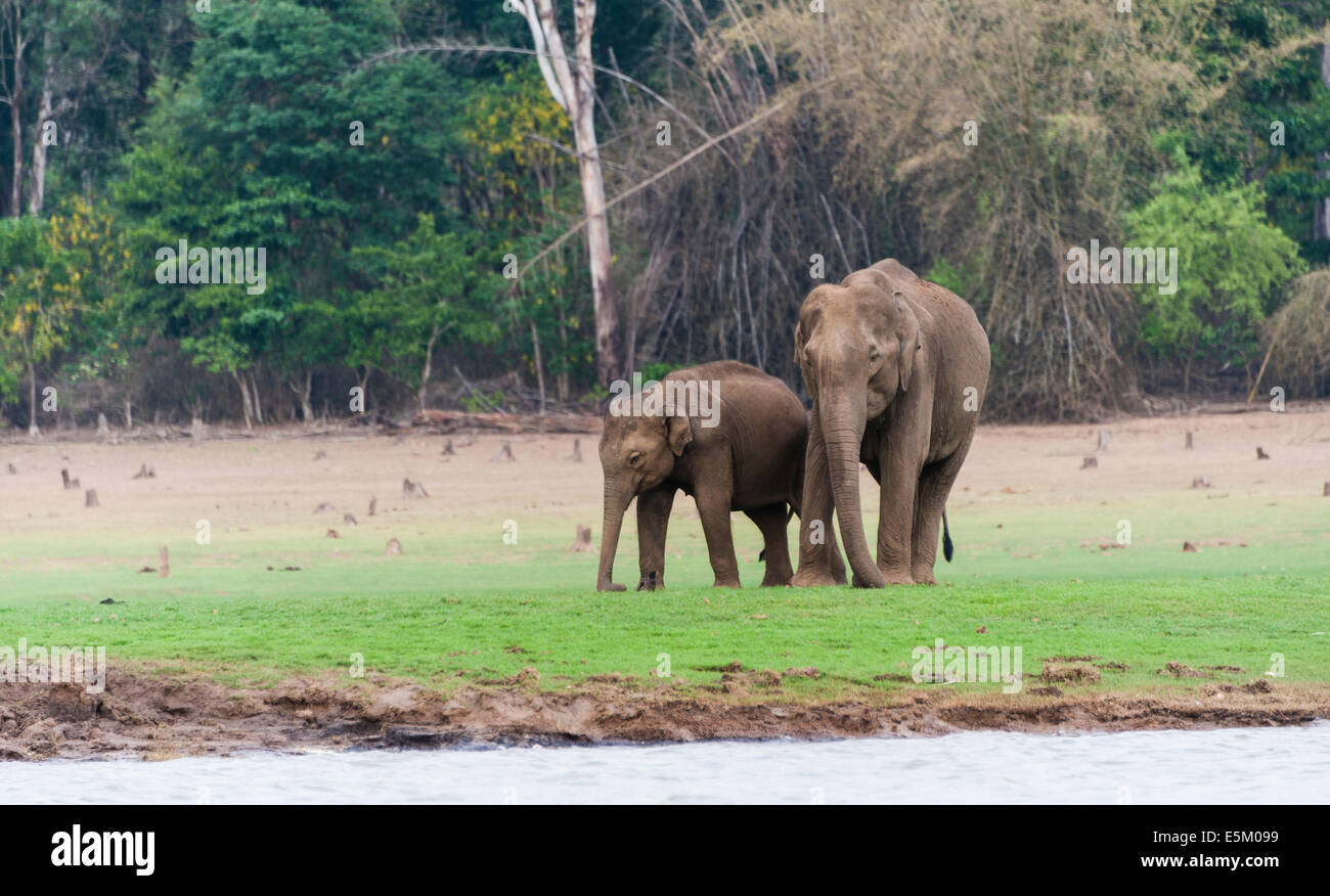 Ou de l'éléphant d'Asie éléphant indien (Elephas maximus), homme, Donets réservoir, le Parc National de Nagarhole, Karnataka, Inde Banque D'Images