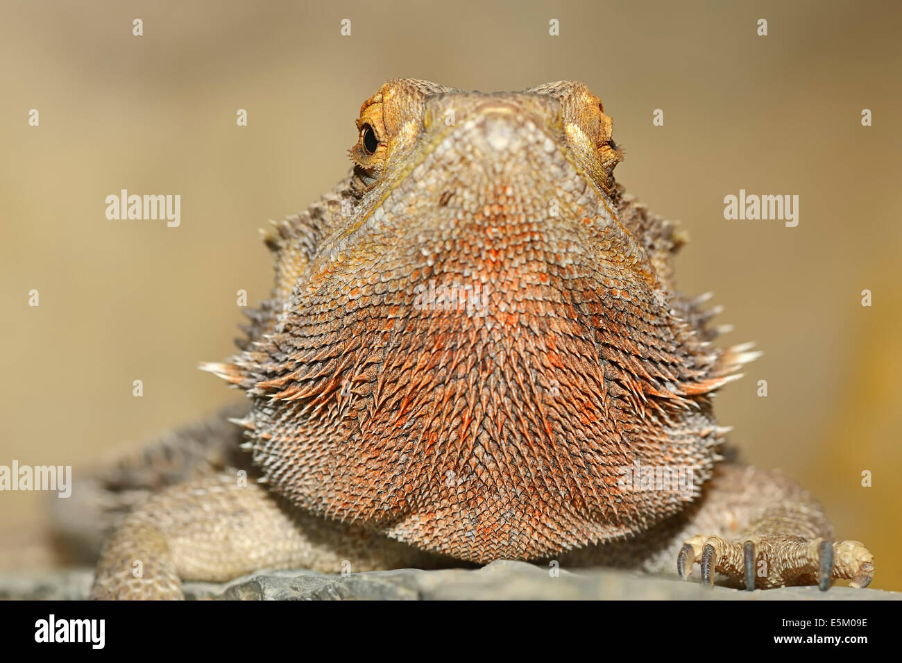 Le centre de dragon barbu, dragon barbu à tête jaune ou à l'intérieur des terres dragon barbu (Pogona vitticeps, Amphibolurus vitticeps) Banque D'Images