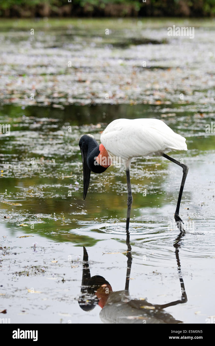 Un jabiru se reflète sur l'eau alors que la recherche de nourriture sur les rives de la rivière Mutum Banque D'Images