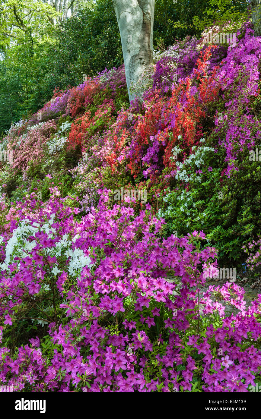 Jardin de Bodnant, Conwy, Pays de Galles. Les azalées et rhododendrons en pleine floraison au printemps dans le Dell, une vallée encaissée Banque D'Images