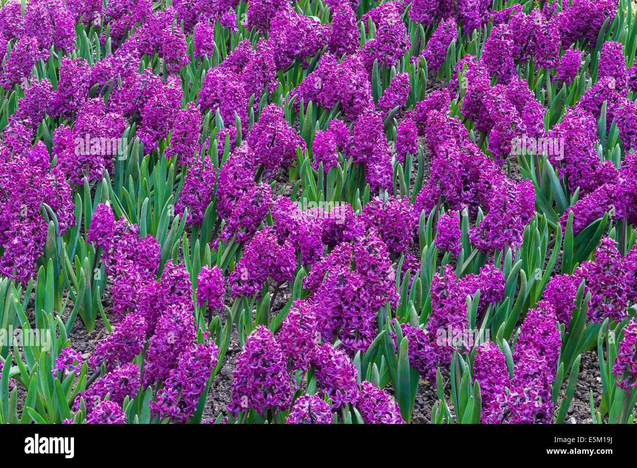 Hidcote Manor Garden, Gloucestershire, Royaume-Uni, fabriqué par Lawrence Johnston au début de 20c. Jacinthes violettes au printemps Banque D'Images