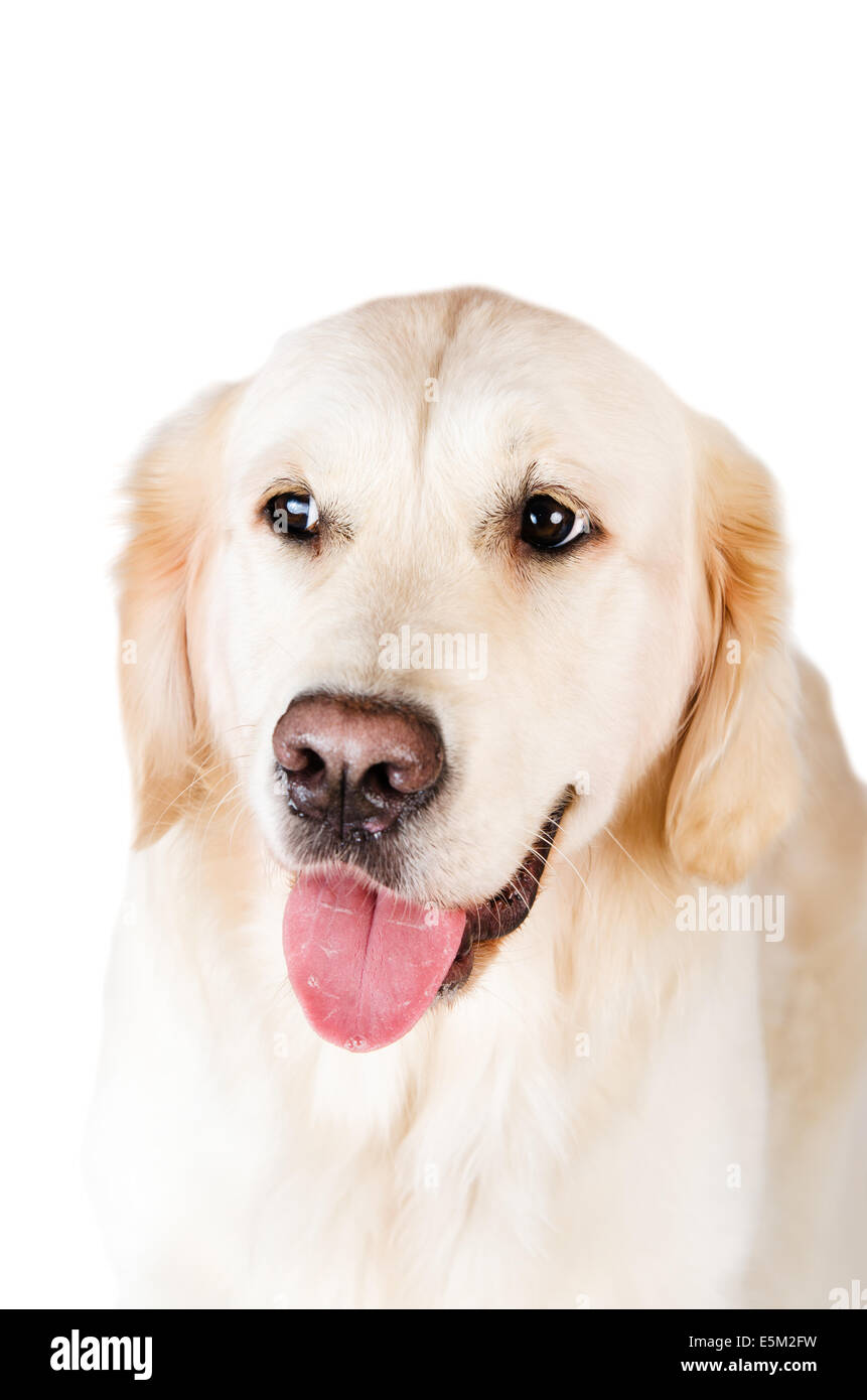 Labrador retriever, est isolé sur fond blanc Banque D'Images