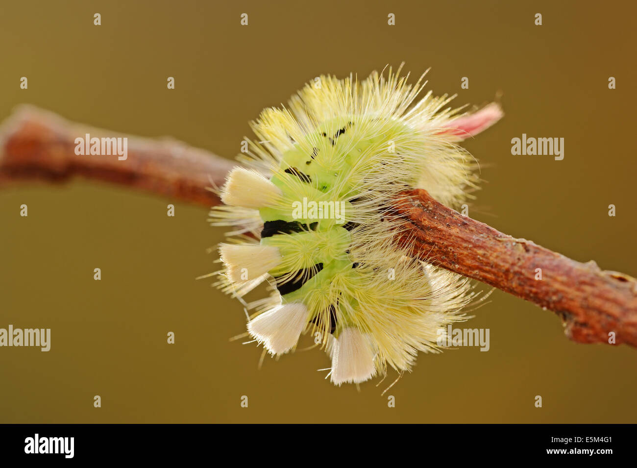 Houppes pâle (Dasychira pudibunda, Calliteara pudibunda, Elkneria pudibunda), Caterpillar, Rhénanie du Nord-Westphalie, Allemagne Banque D'Images