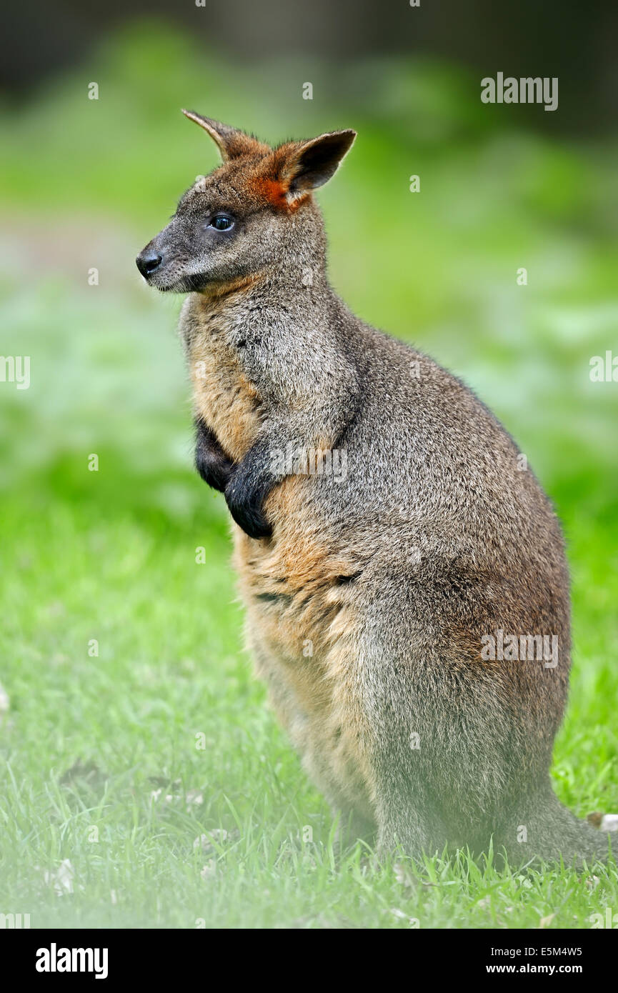 Noir, le wallaby, black-tailed Wallaby Wallaby (Wallabia fougère ou bicolor) Banque D'Images