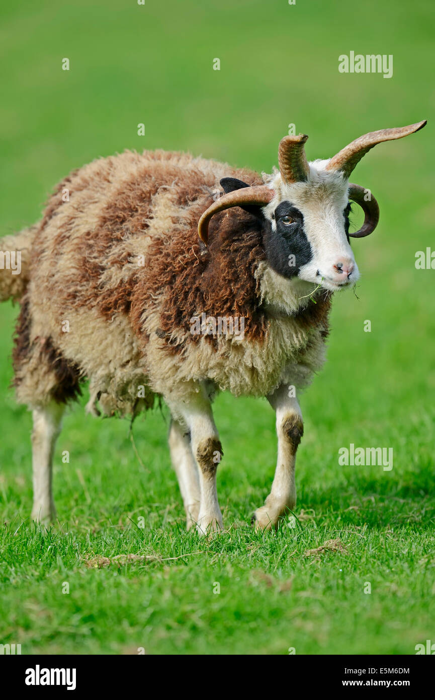Mouton Jacob ou Jacob's Sheep (Ovis ammon aries) f. Banque D'Images