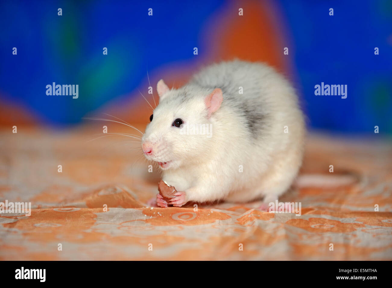 Rat domestique ou plaqués, rats (Rattus novegicus forma domestica), homme Banque D'Images