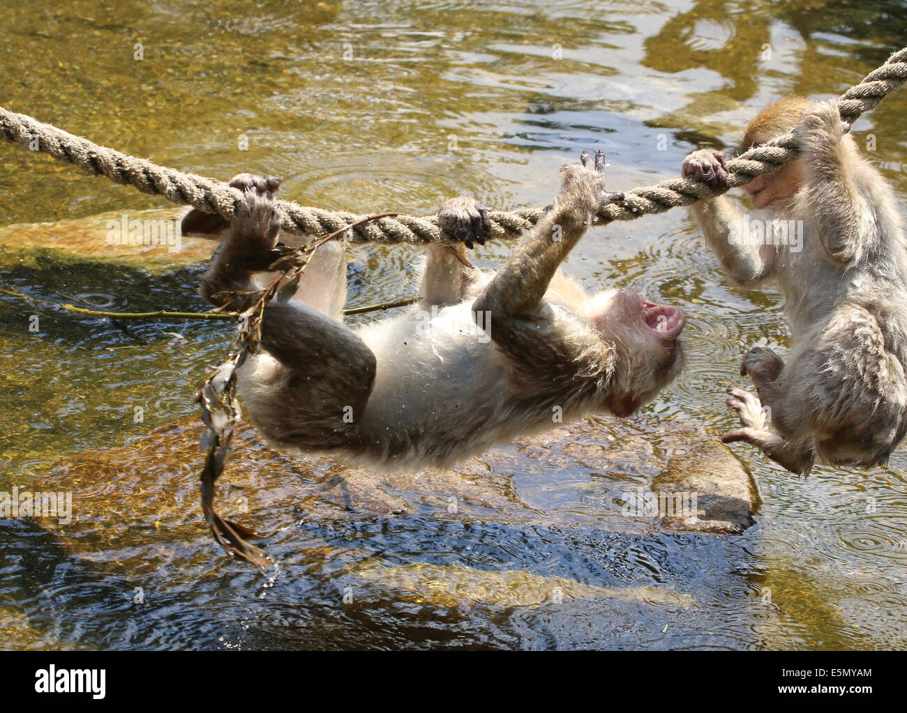 Deux jeunes ludique Macaques de Barbarie (Macaca sylvanus) Jouer jeux chahuteurs pendant que suspendu à une corde Banque D'Images
