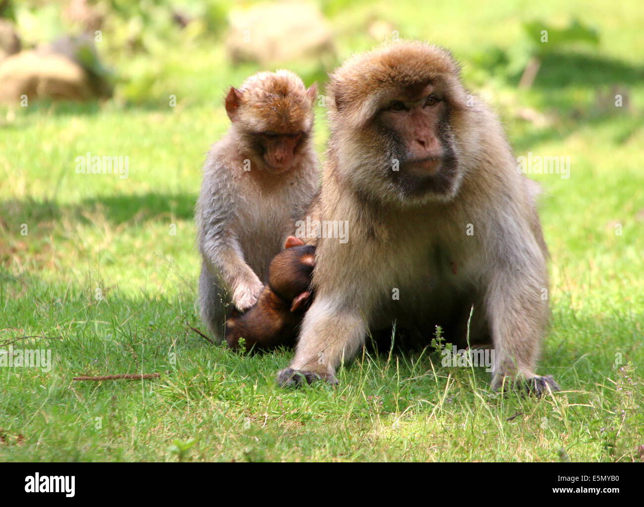 Mère et deux jeunes Macaques de Barbarie (Macaca sylvanus) Banque D'Images