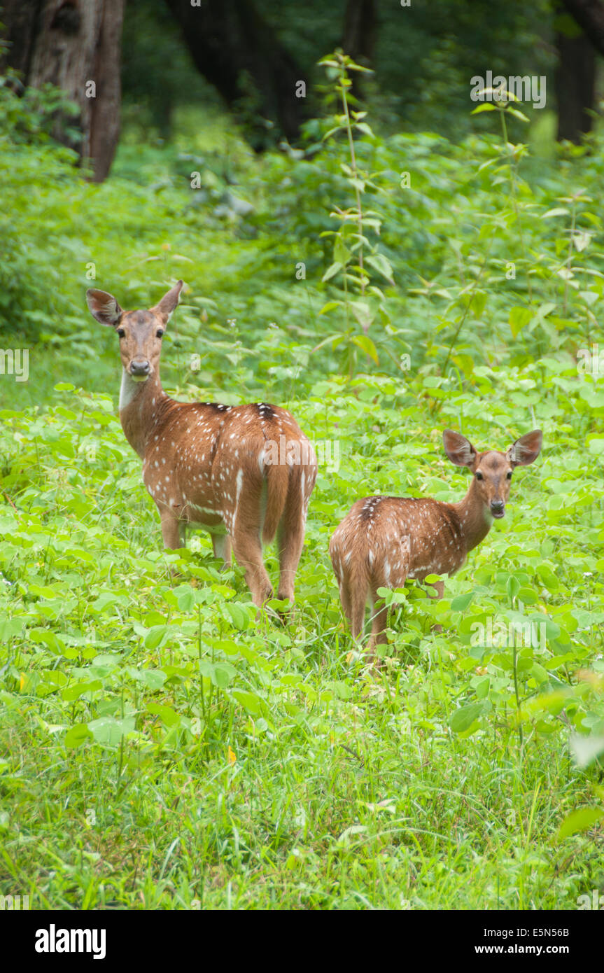 En Axis Parambikulam Wildlife Sanctuary Banque D'Images