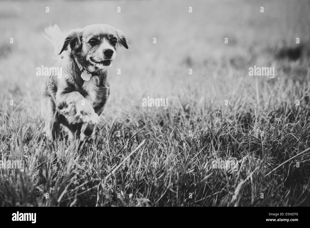 Photo noir et blanc de chien jouant dans l'herbe Banque D'Images