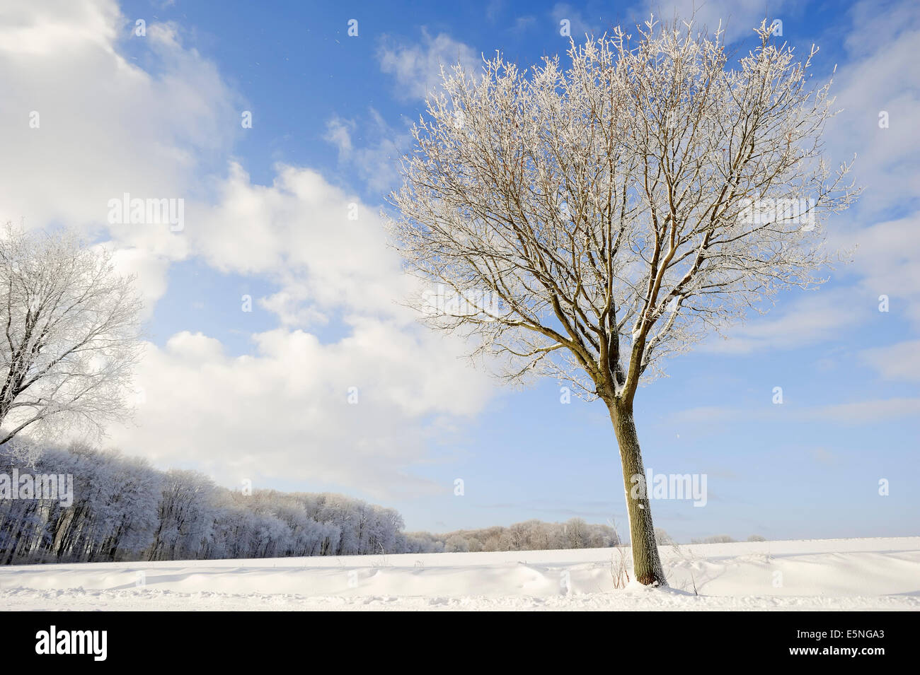 Le chêne pédonculé (Quercus robur, Quercus walkeri) en hiver, en Rhénanie du Nord-Westphalie, Allemagne Banque D'Images