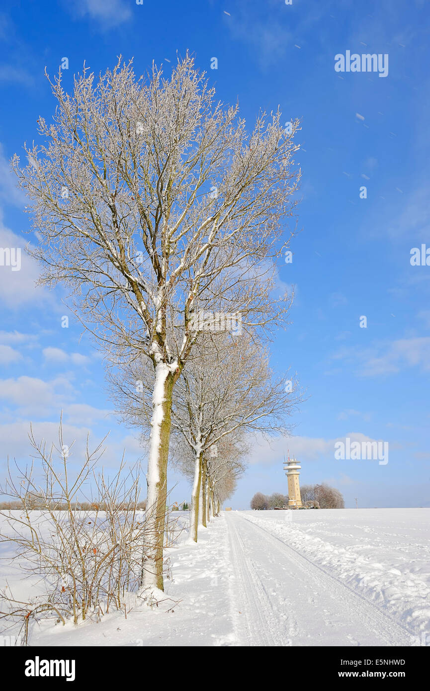 Les chênes pédonculé et Longinus Tower en hiver, Wolfenbüttel, Baumberge, Munsterland, Rhénanie du Nord-Westphalie, Allemagne Banque D'Images