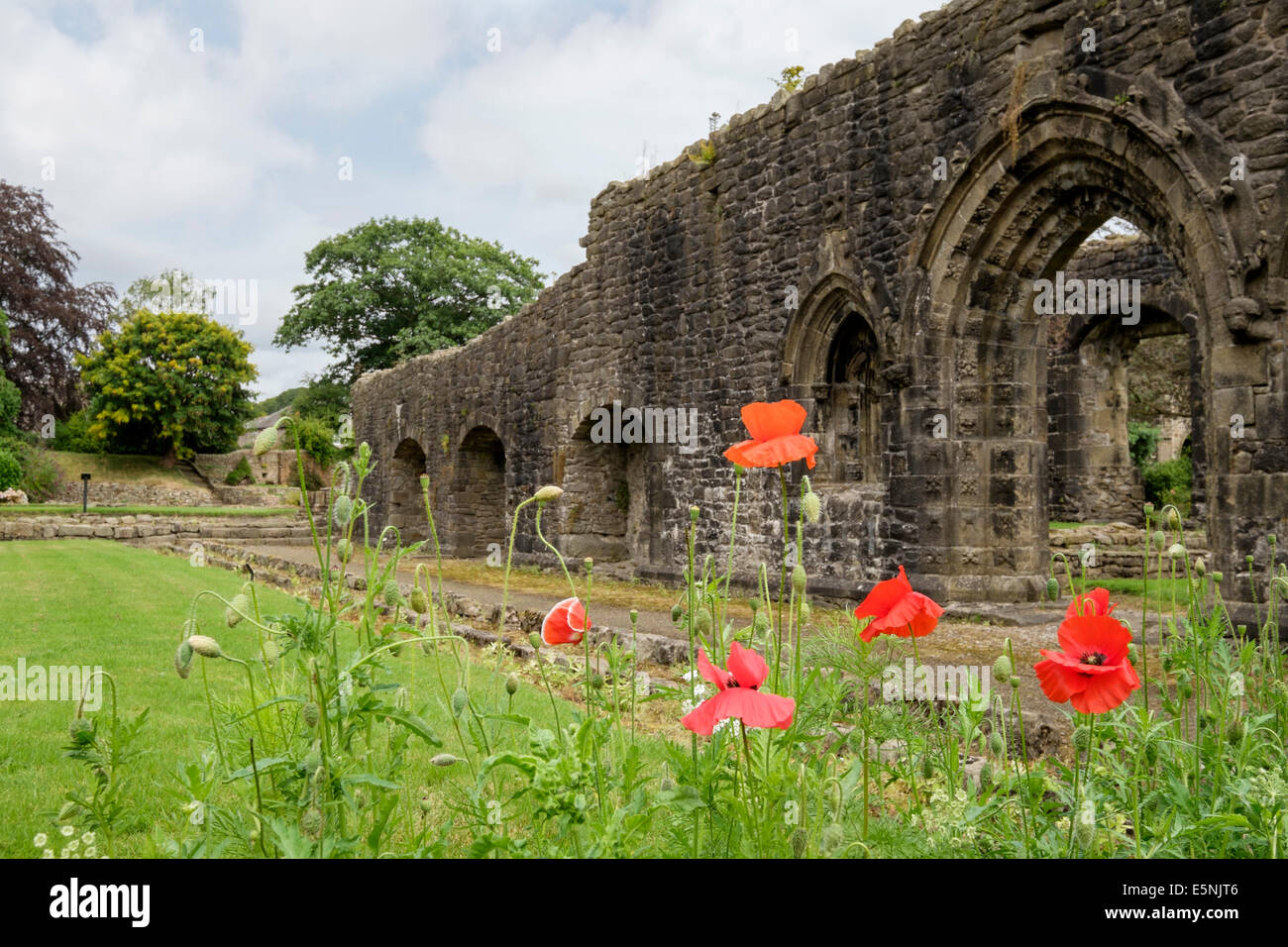 Coquelicots rouges de plus en plus 14e siècle monastère cistercien Whalley Abbey Gardens en été. Whalley Lancashire England UK Grande-Bretagne Banque D'Images