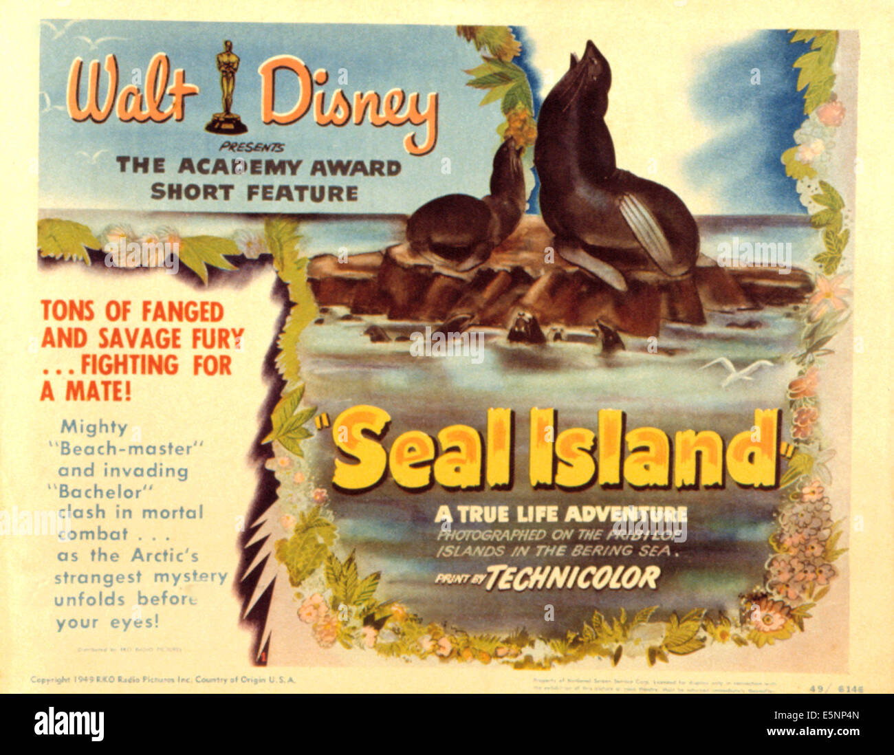 L'île Seal, Disney True-Life Adventure, 1948 Banque D'Images