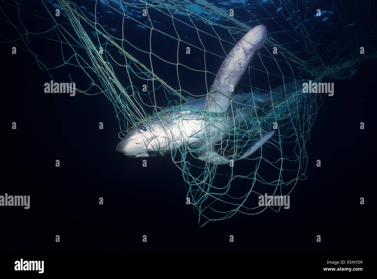 Requin renard (Alopias vulpinus) pris dans des filets maillants ; Huatabampo, du Mexique, de la mer de Cortez, l'Océan Pacifique Banque D'Images