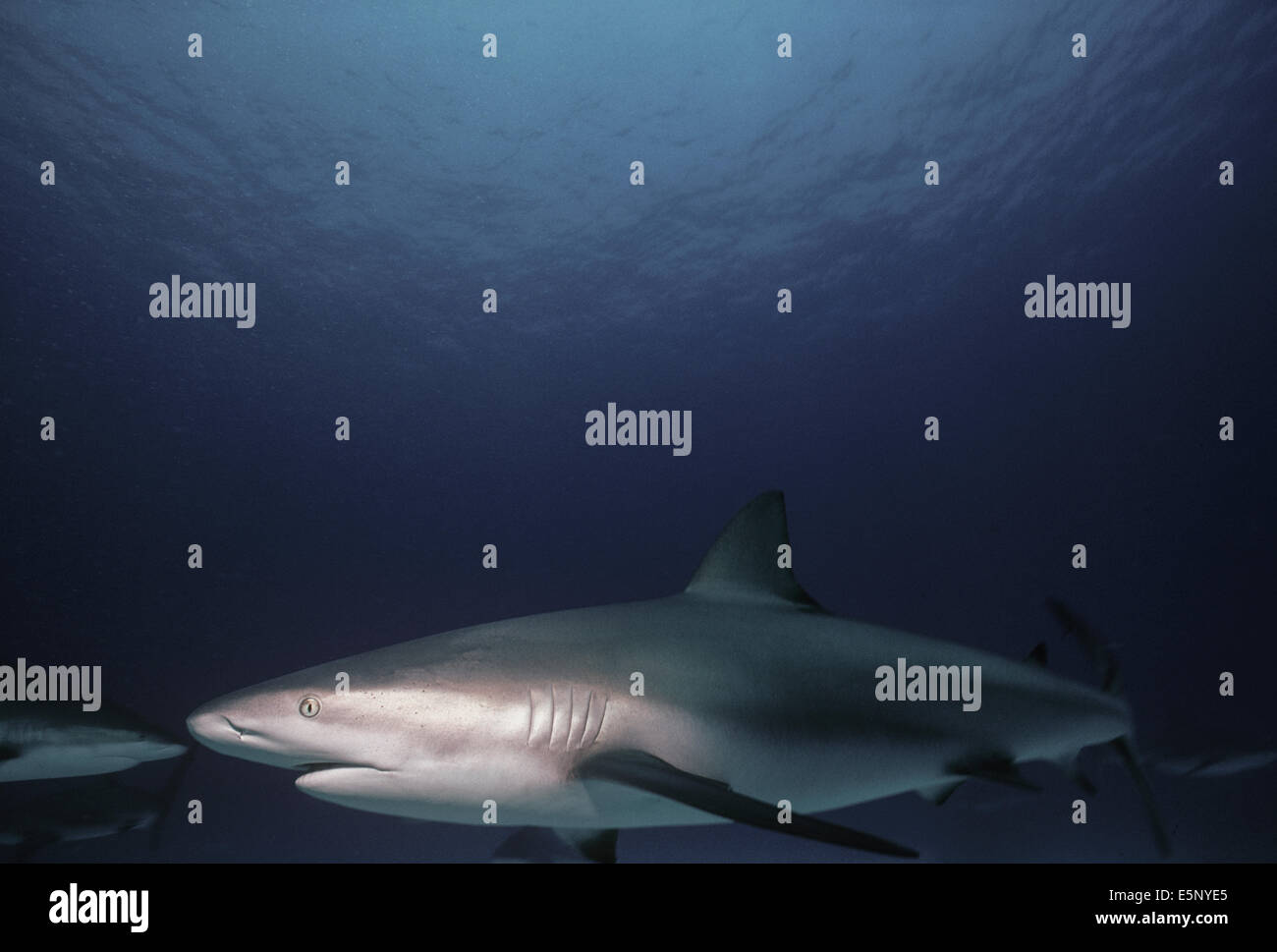 Les requins de récif des Caraïbes (Carcharhinus perezi). Bahamas, mer des Caraïbes Banque D'Images