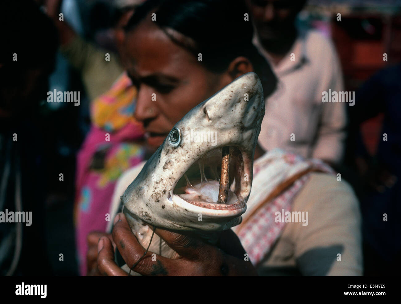 Requin de récif (Carcharhinus perezi) vendu à la Bombay Marché aux poissons. Bombay, Inde Banque D'Images