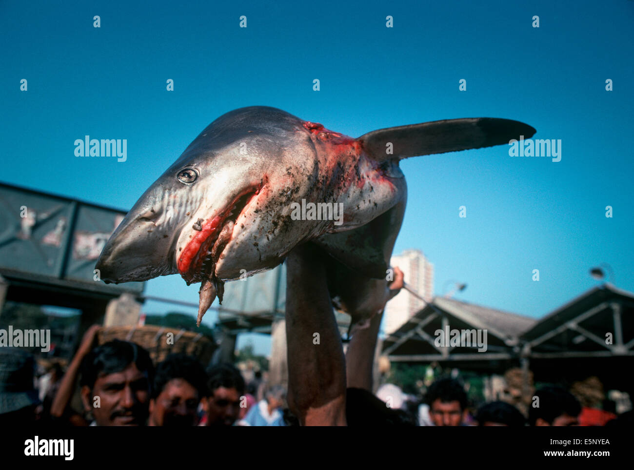 Un Maquereau (Lamna nasus) vendu à la Bombay Marché aux poissons. Bombay, Inde Banque D'Images