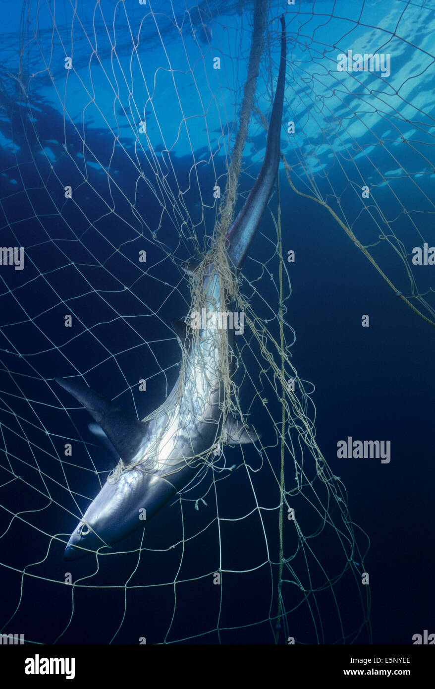 Requin renard (Alopias vulpinus) pris dans des filets maillants ; Huatabampo, du Mexique, de la mer de Cortez, l'Océan Pacifique Banque D'Images